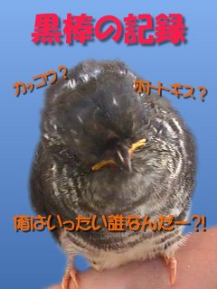 黒棒の記録