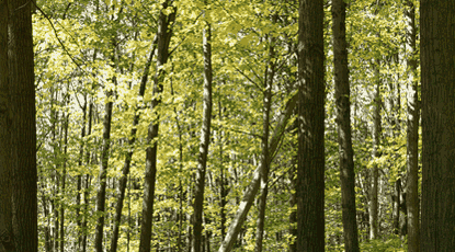 �v���E�U�ɂ���Ă͂��܂��쓮���Ȃ��ꍇ������܂�