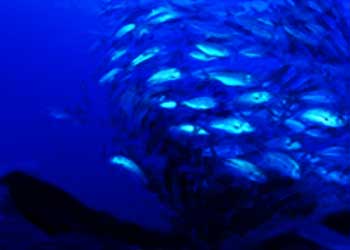 魚影