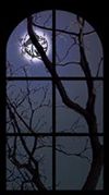 What you see over window, under moonlit night ...