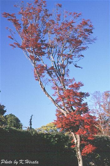 1780-24.jpg (46831 oCg)