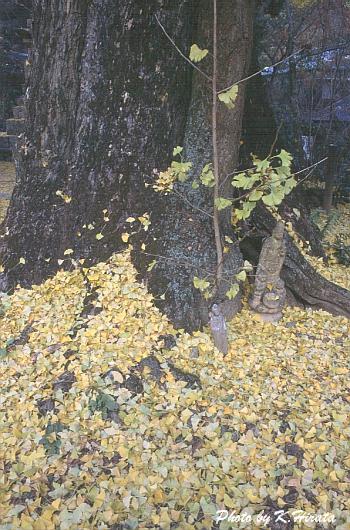 3194-03.jpg (61669 oCg)