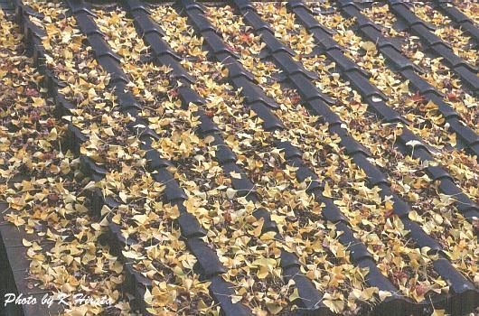 3194-25.jpg (75461 oCg)