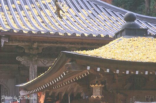 3194-26.jpg (44008 oCg)