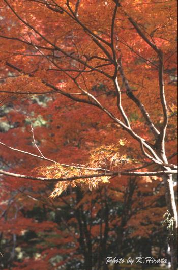 4819-03.jpg (42056 oCg)