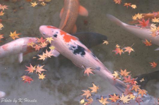 4820-23.jpg (25903 oCg)