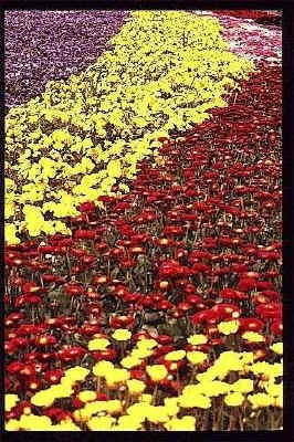 flower02.jpg (46797 oCg)