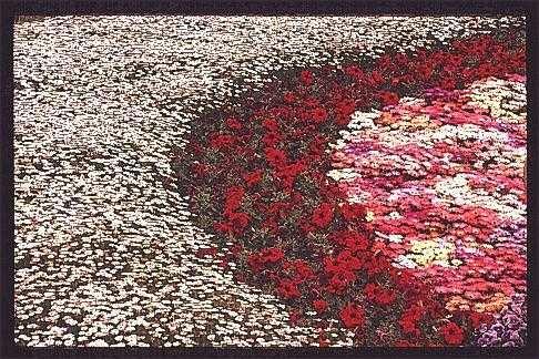 flower03.jpg (52438 oCg)