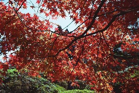 ruriaki1.jpg (65571 oCg)