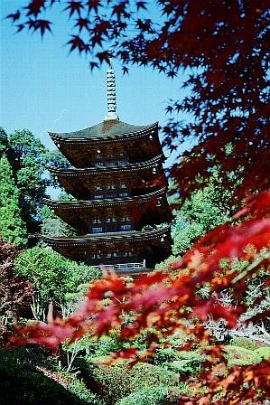 ruriaki2.jpg (54626 oCg)