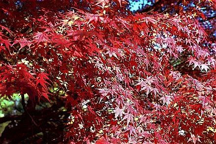 ruriaki3.jpg (68758 oCg)