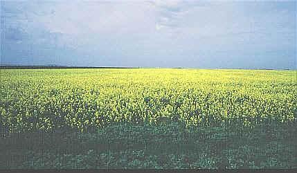 sp233.jpg (30978 oCg)