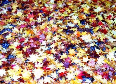 taineiaki2.jpg (55380 oCg)