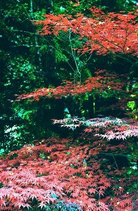 taineiaki3.jpg (51627 oCg)