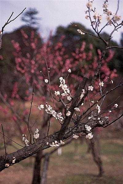 togyo-2.jpg (35408 oCg)