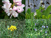 ����n�N�T���V���N�i�Q�A�E��~�c�K�V���A�����g�E�Q�u�L�A�E���n�N�T���V���W��