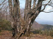 �ԗюR�����̃u�i����