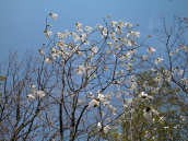 �^���V�o�̉�