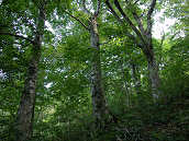 �u�i��t�߂̃u�i��