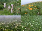 ����C�u�L�g���m�I�A�E��j�b�R�E�L�X�Q�A�����R�o�C�P�C�\�E�A�E���`���O���}