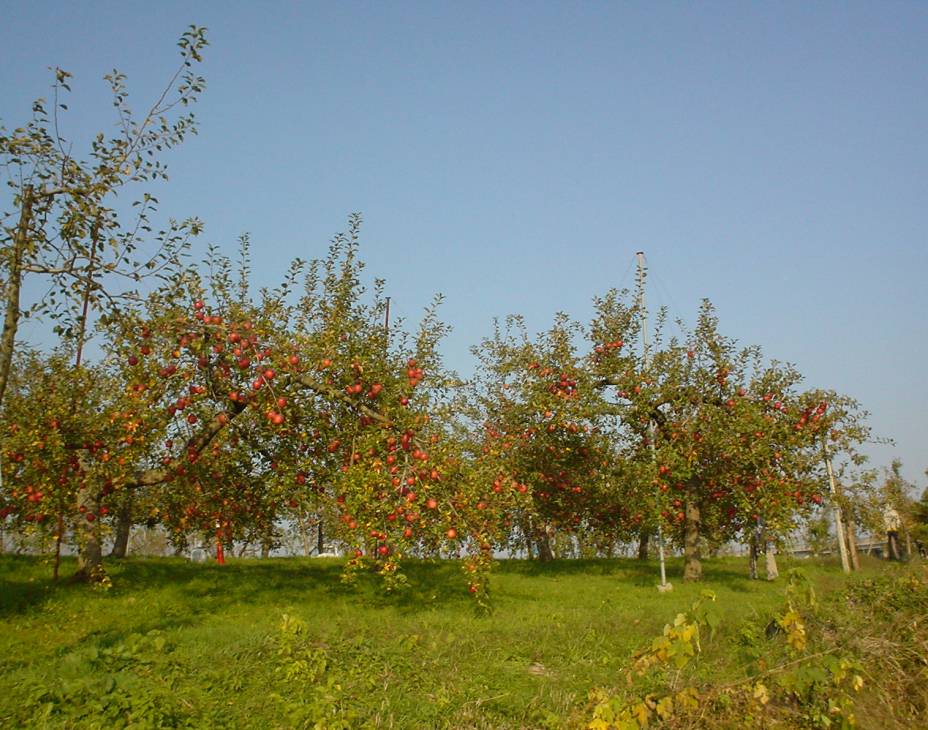 収穫期のリンゴの樹の様子です