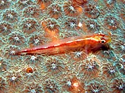 アカスジウミタケハゼ