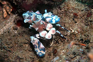 フリソデエビ