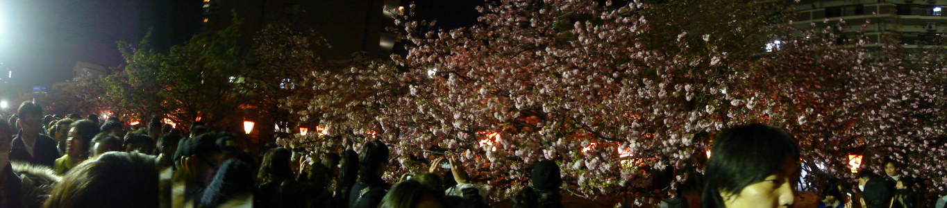 造幣局夜桜