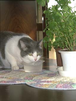 ���������ɂႠ�����