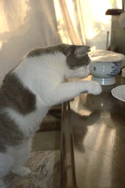 �Ȃ񂾂�ɂႠ�����