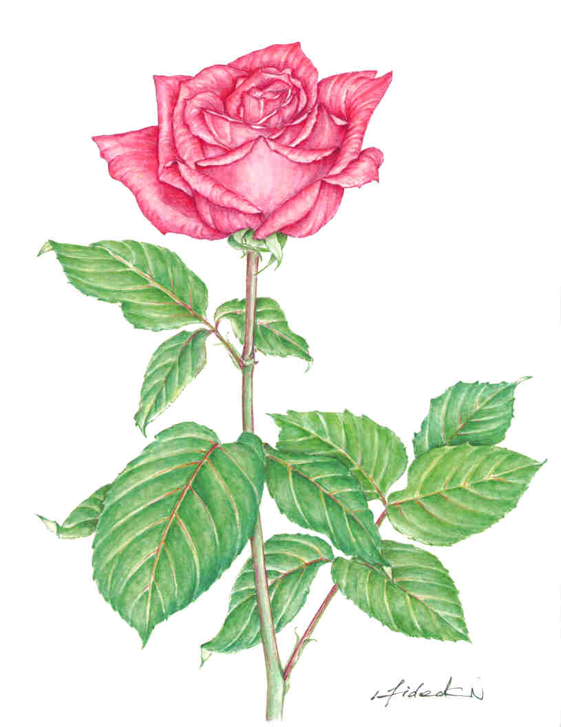季節の花 春 3 ボタニカルアート バラ