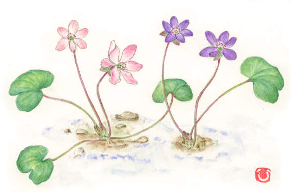 花日記 ２月 水彩画 花の絵はがき 四季の花絵 花 ポストカード 挿絵