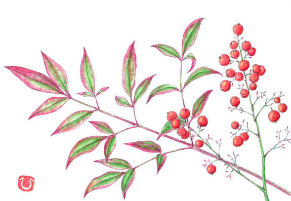 花日記 １１月 水彩画 絵はがき 四季の花絵