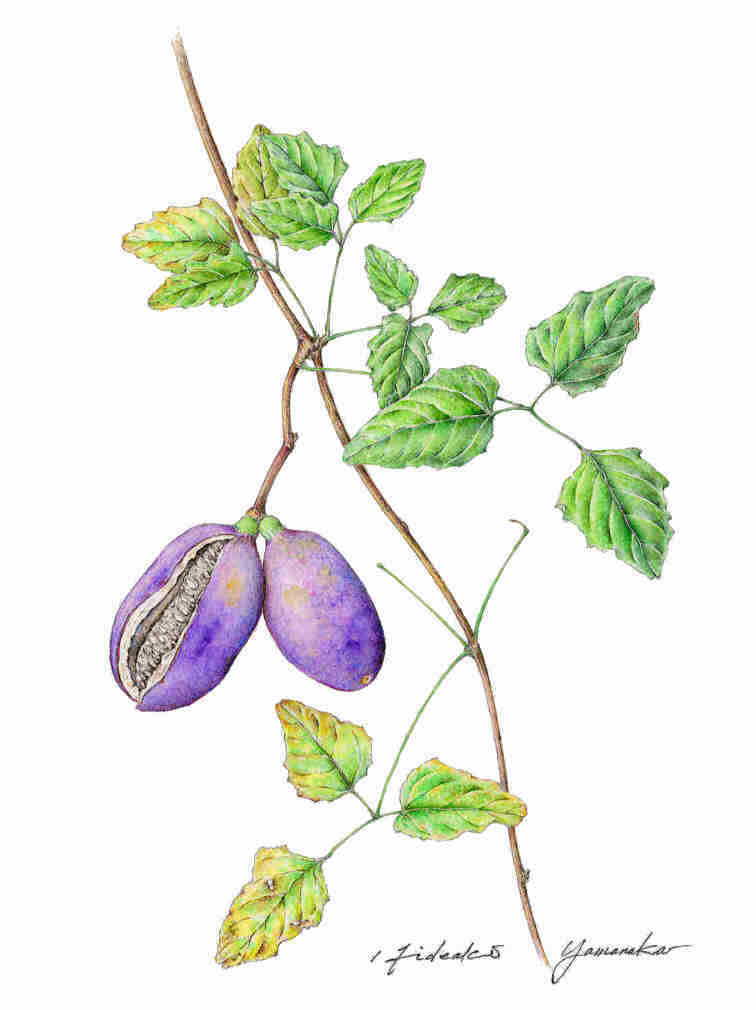 花彩絵、10月、水彩画、花、アケビ、イワシャジン、再会