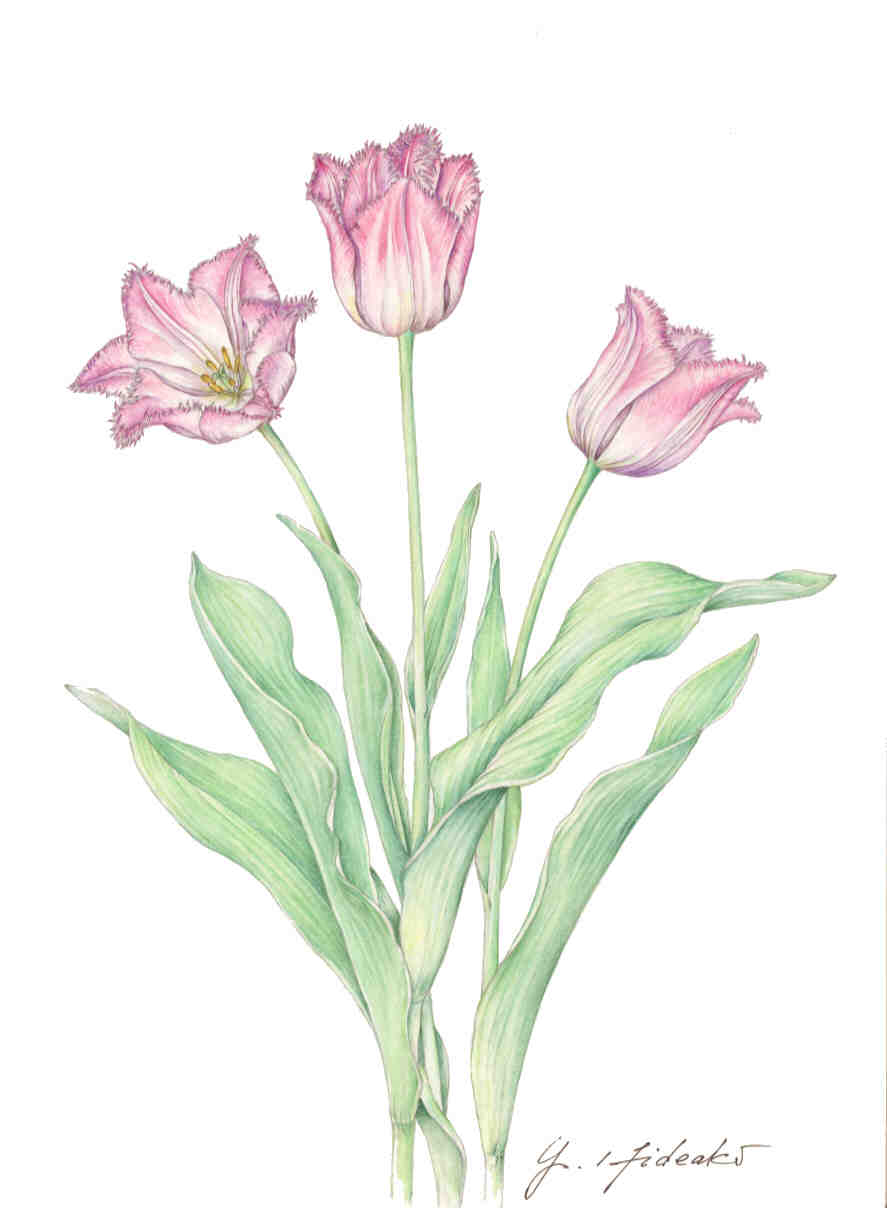 花ときめき、4月、水彩画、花、忘れな草、チューリップ