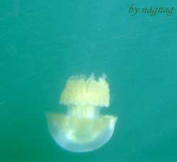 ���炰���̂P