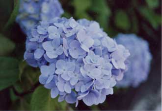 �����̂�������