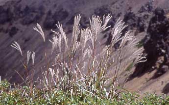 ��ȕx�m�Ό��t�߂̃X�X�L