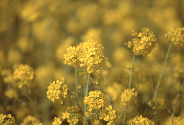 �ɓ������w�O�̍؂̉�