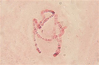 アカムシの観察の様子