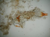動物プランクトンの一部