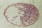 原腸胚の断面(写真）