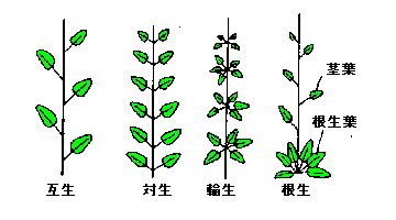 植物の用語