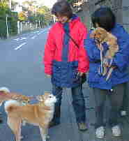 �A�N�Z���N�̉摜