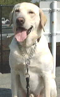 �Q���N�̉摜