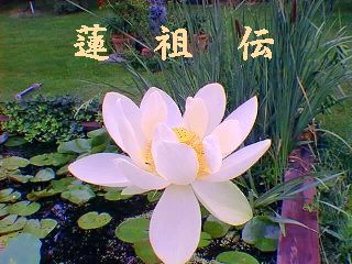 A Great White Lotus (25kb)