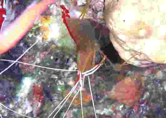 ���ϼ�˹޴��