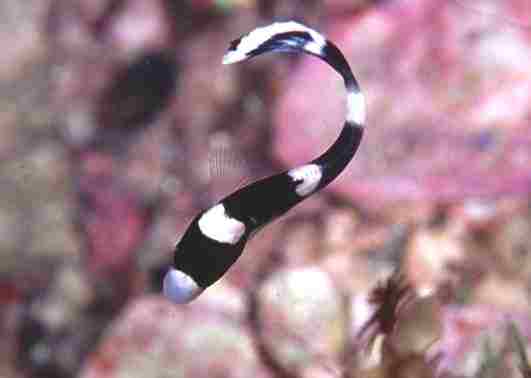 ��ޱ�����޲