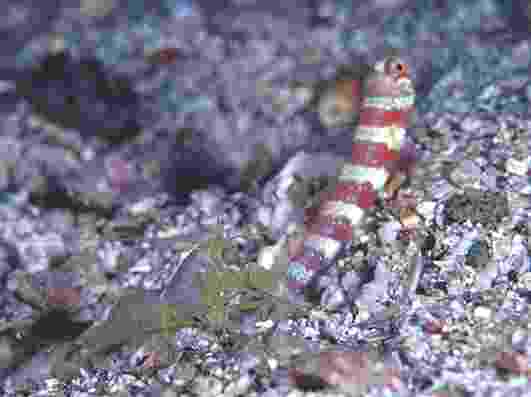 ̧�ݽ�ײ��ļ�����