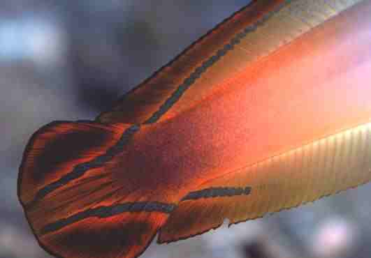 ���ü���